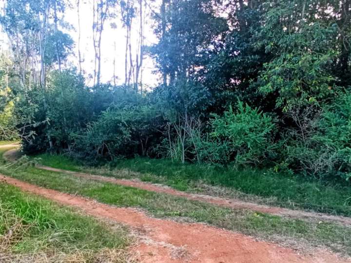 Terreno en venta en Punta Ballena