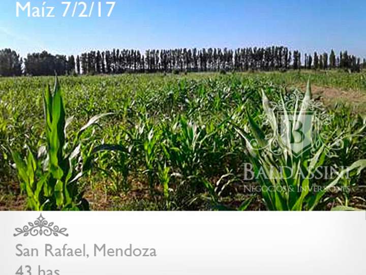 Terreno en venta en Departamento San Rafael, Mendoza