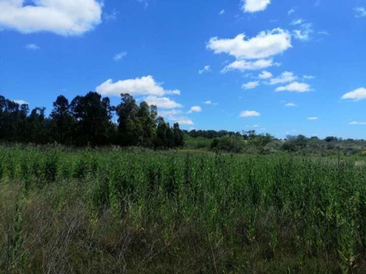 Granja en venta en Rambla General Artigas, Punta Del Este