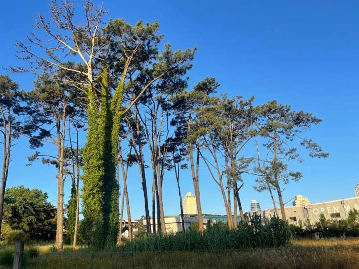 Terreno en venta en Bulevar General José Gervasio Artigas, Punta Del Este