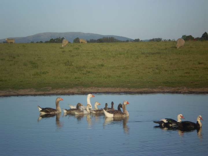 Granja en venta en Canelones