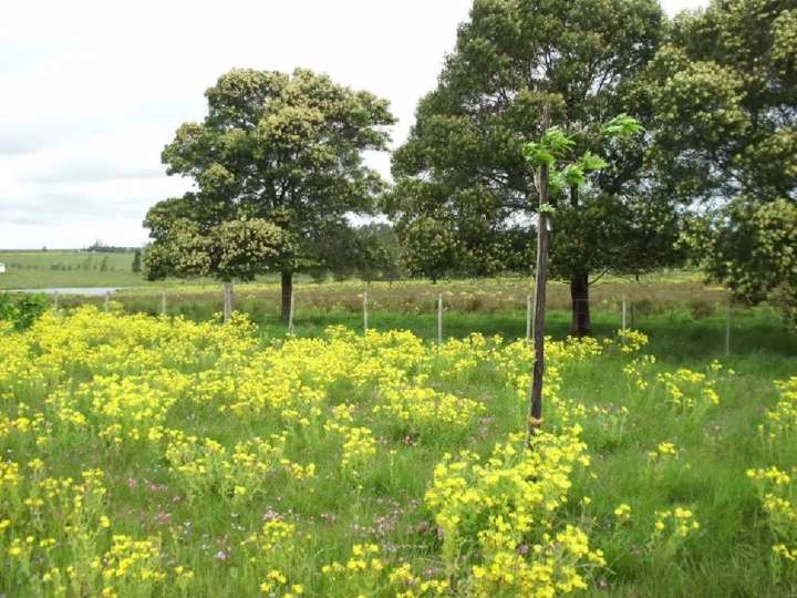 Granja en venta en Maldonado