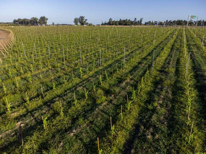 Granja en venta en Maldonado