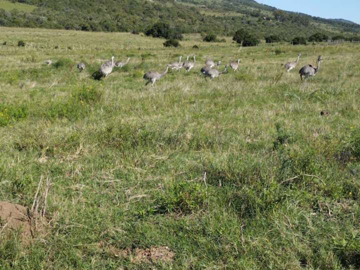 Granja en venta en Lavalleja