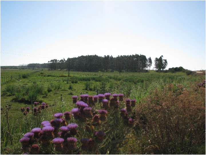 Granja en venta en Las Delicias, Maldonado