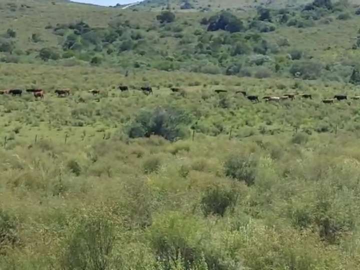 Granja en venta en Rambla General Artigas, Punta Del Este