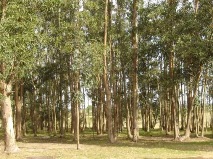 Granja en venta en Maldonado