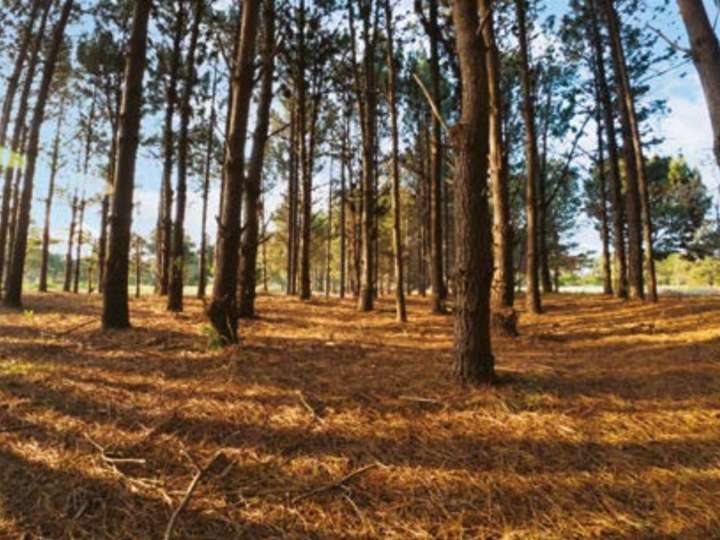 Terreno en venta en Durazno, Maldonado