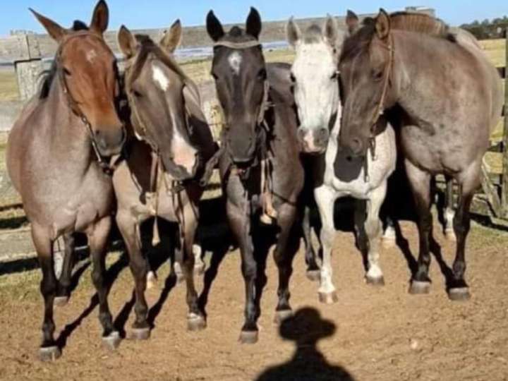 Granja en venta en Rambla General Artigas, Punta Del Este