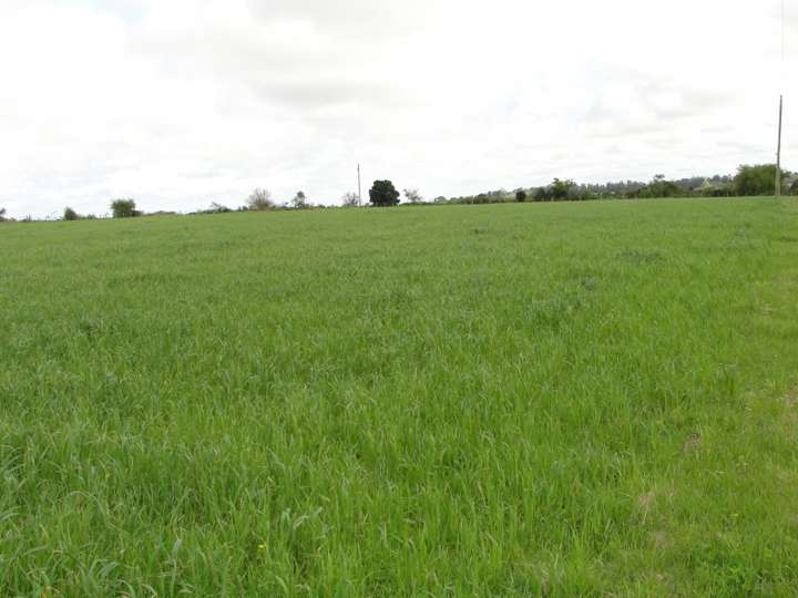 Granja en venta en 4 de Febrero, Colonia