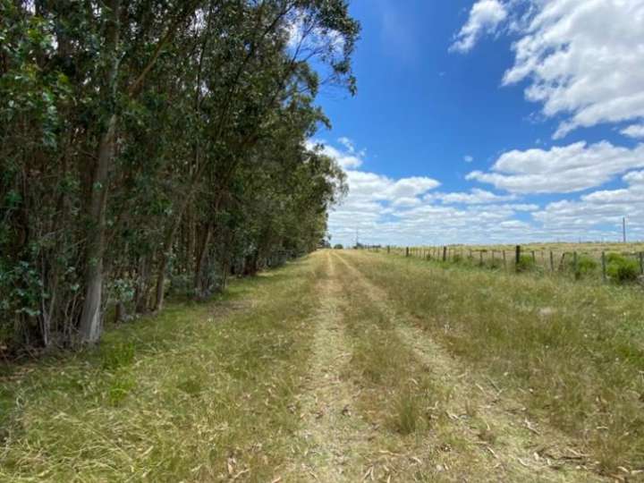 Granja en venta en Avenida José Enrique Rodó, Maldonado
