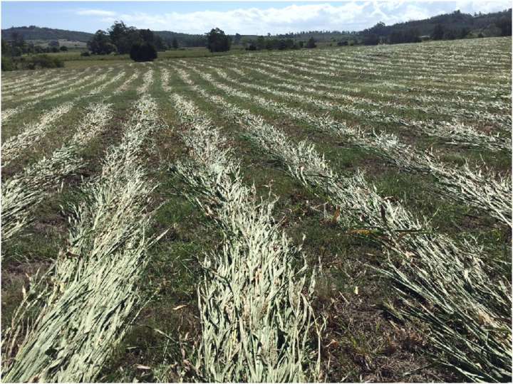 Granja en venta en Laguna del Sauce, Punta Ballena