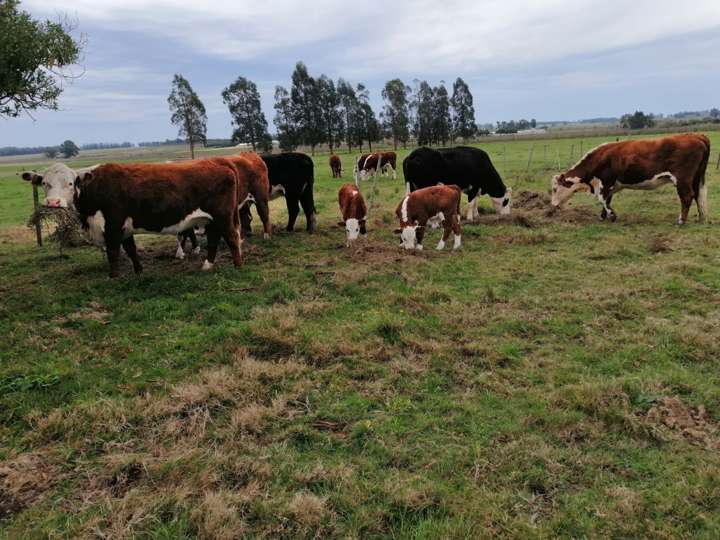Granja en venta en Rambla General Artigas, Maldonado