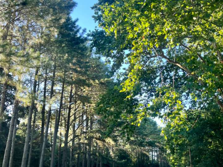 Terreno en venta en Avenida Orlando Pedragosa Sierra, Maldonado