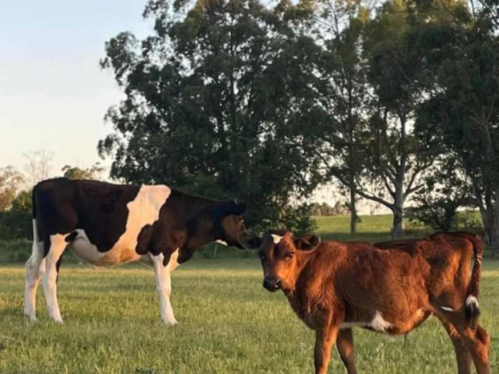Granja en venta en Santa Rosa